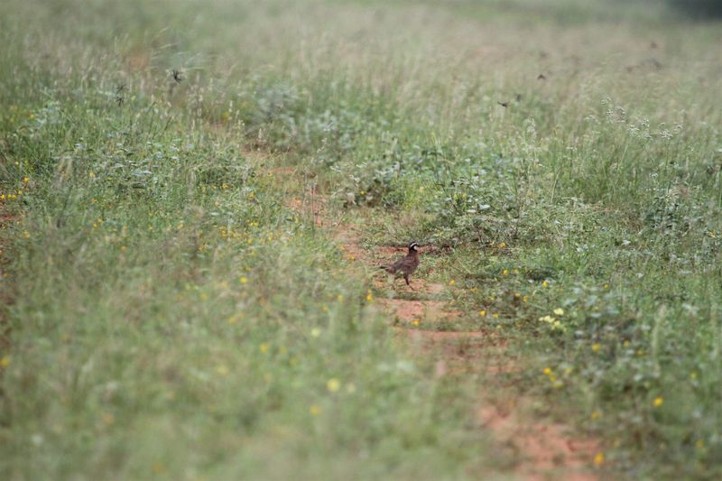 A Quail-Friendly Yard Starts With A Qualification