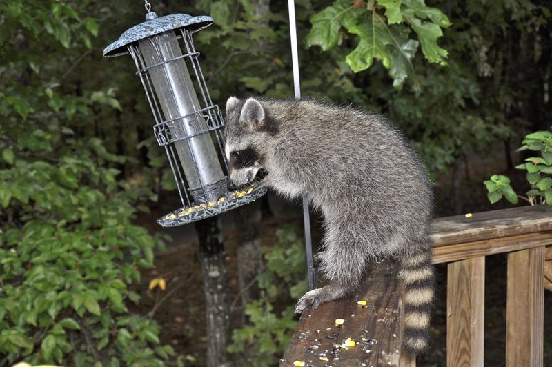 Do Not Feed The Wildlife You Want To Understand