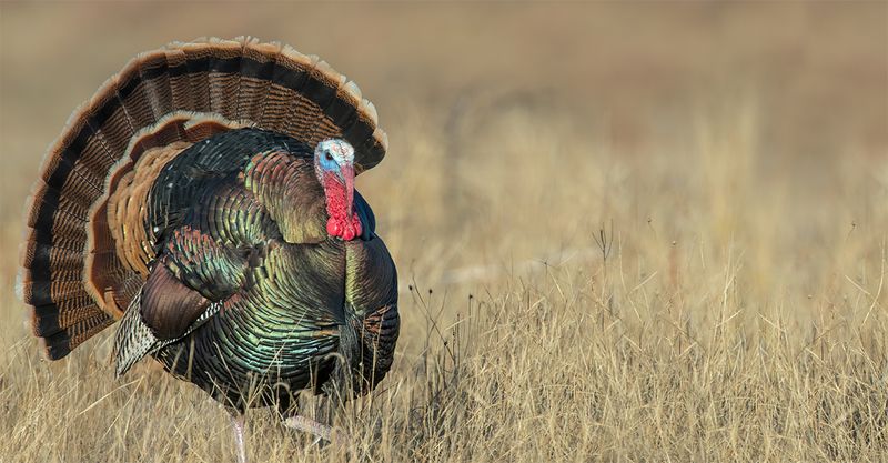 Wild Turkeys Are The Overlooked Tick Vacuums
