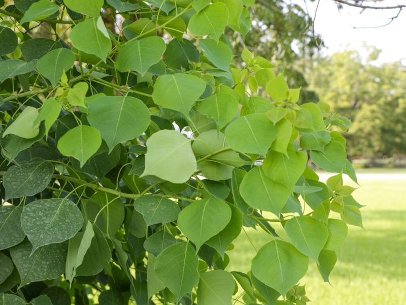 Why an Ornamental Tree Spreads So Quietly