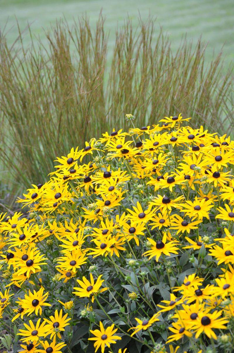 Orange Coneflower Offers A More Lasting Glow (Rudbeckia fulgida)