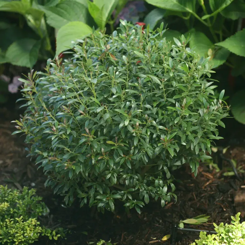 Inkberry Holly Offers Elegant Evergreen Structure