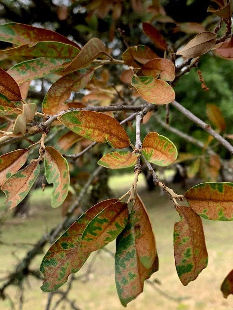 Symptoms Can Suggest Decline But Cannot Confirm Its Cause