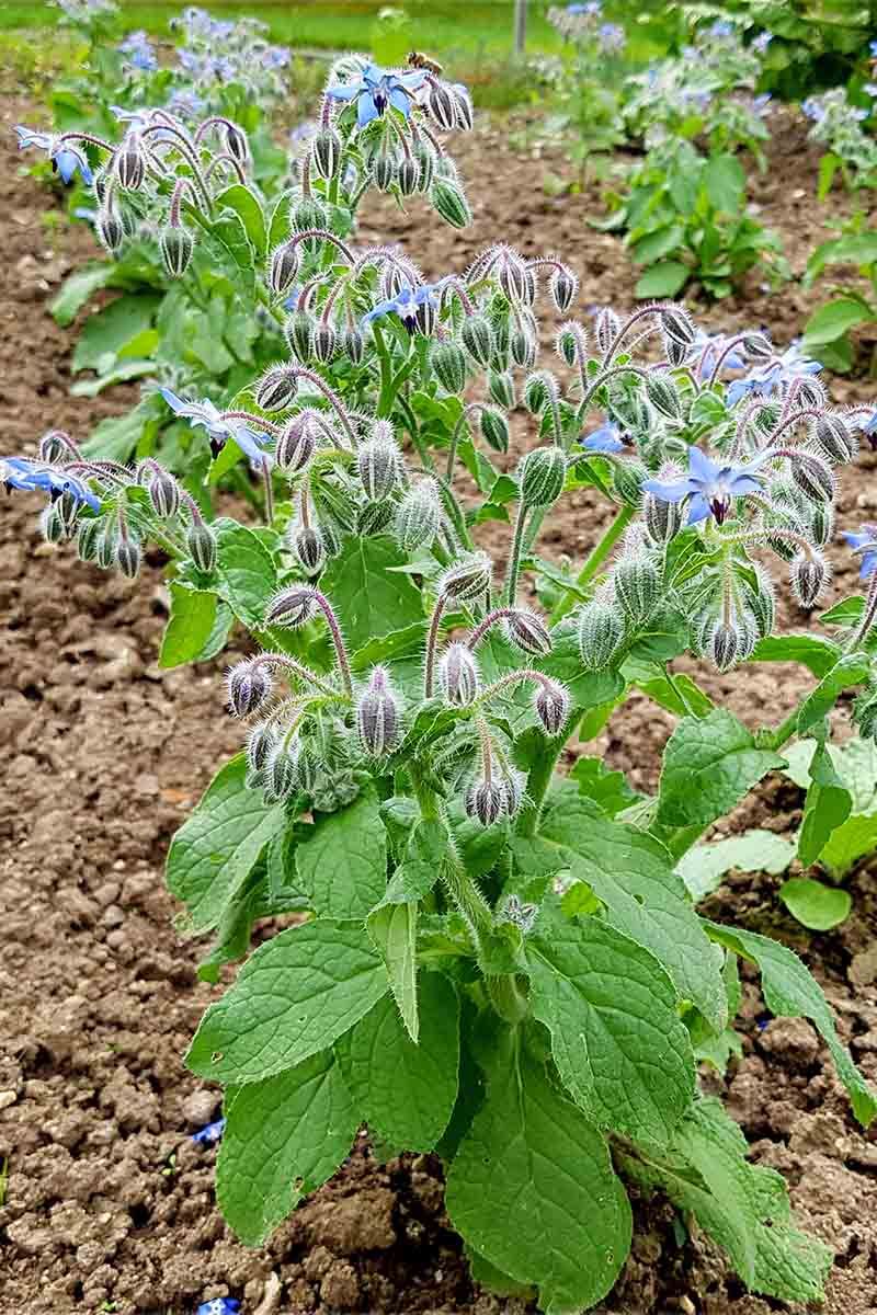 Borage Feeds Your Soil From The Roots Up