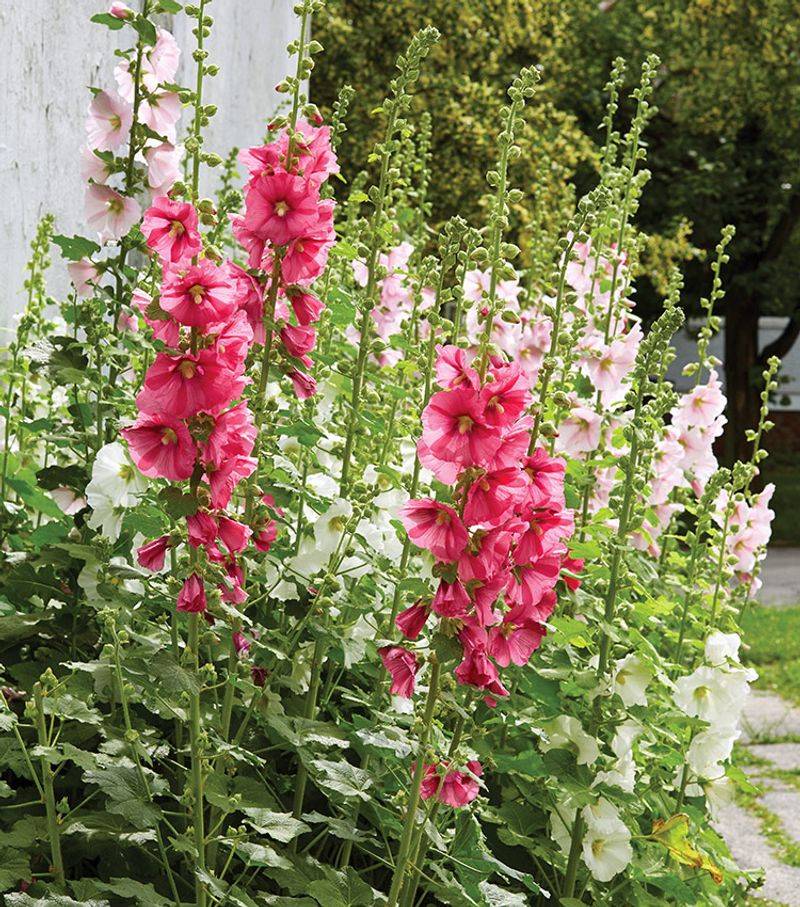A First-Year Rosette Is Usually Normal