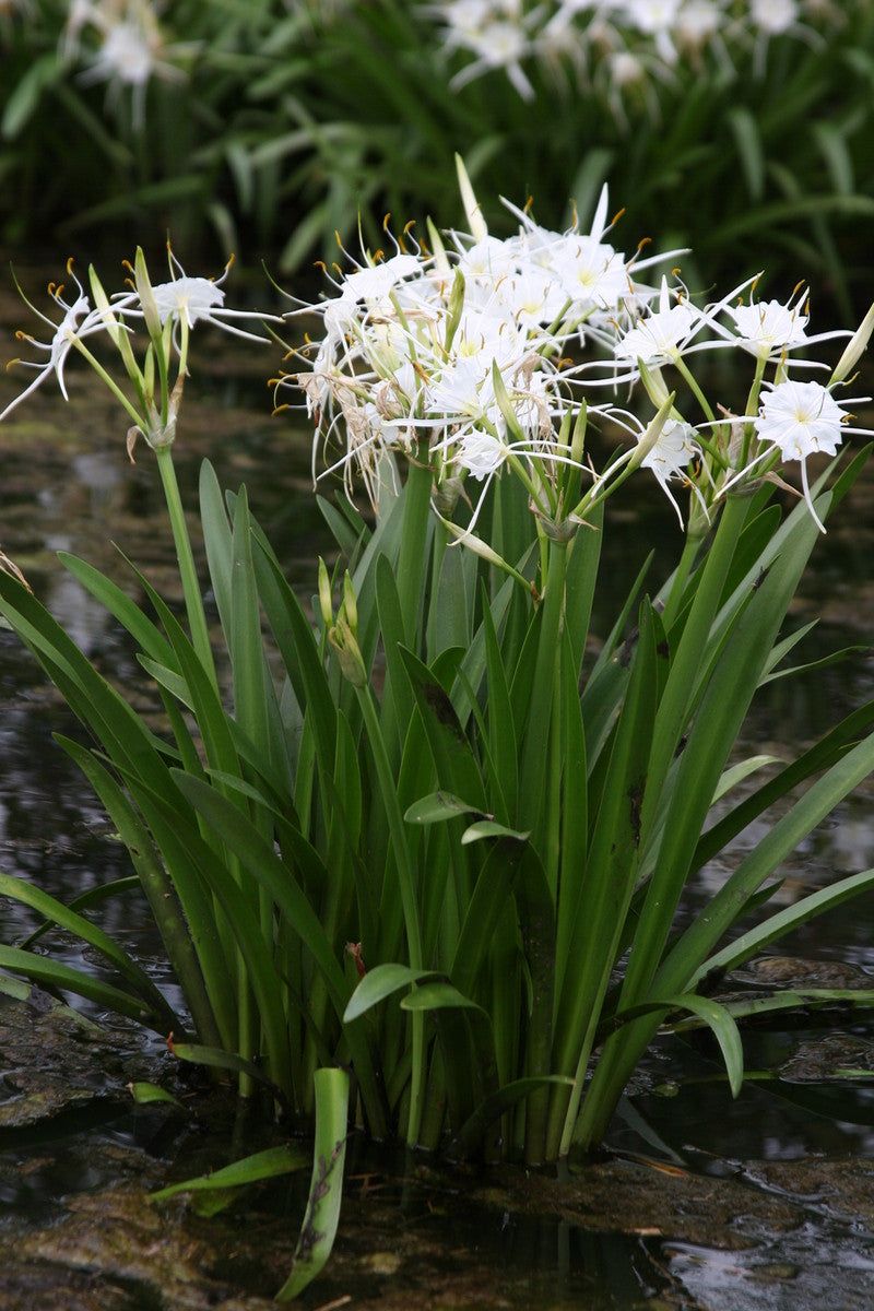 The Elegant Texas Spiderlily Brings Pure White Light