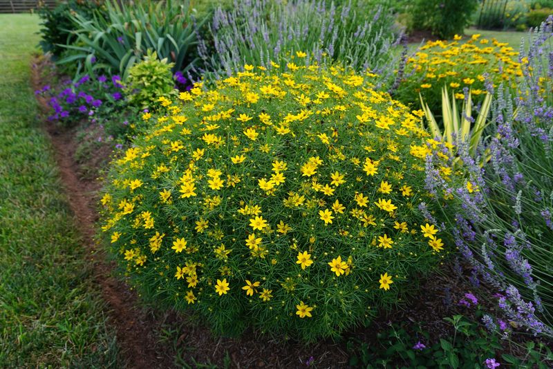 Meet North Carolina’s Threadleaf Coreopsis