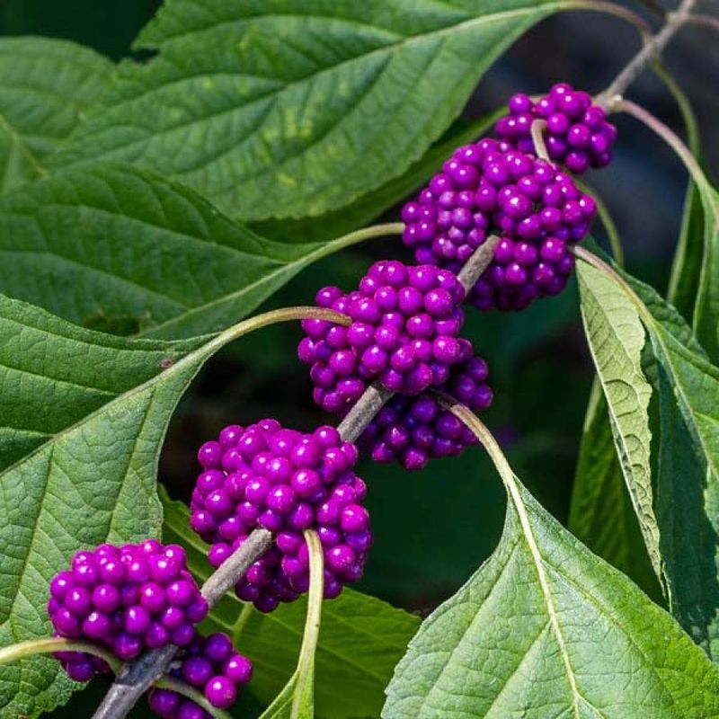 American Beautyberry Carries A Proven Bug Shield
