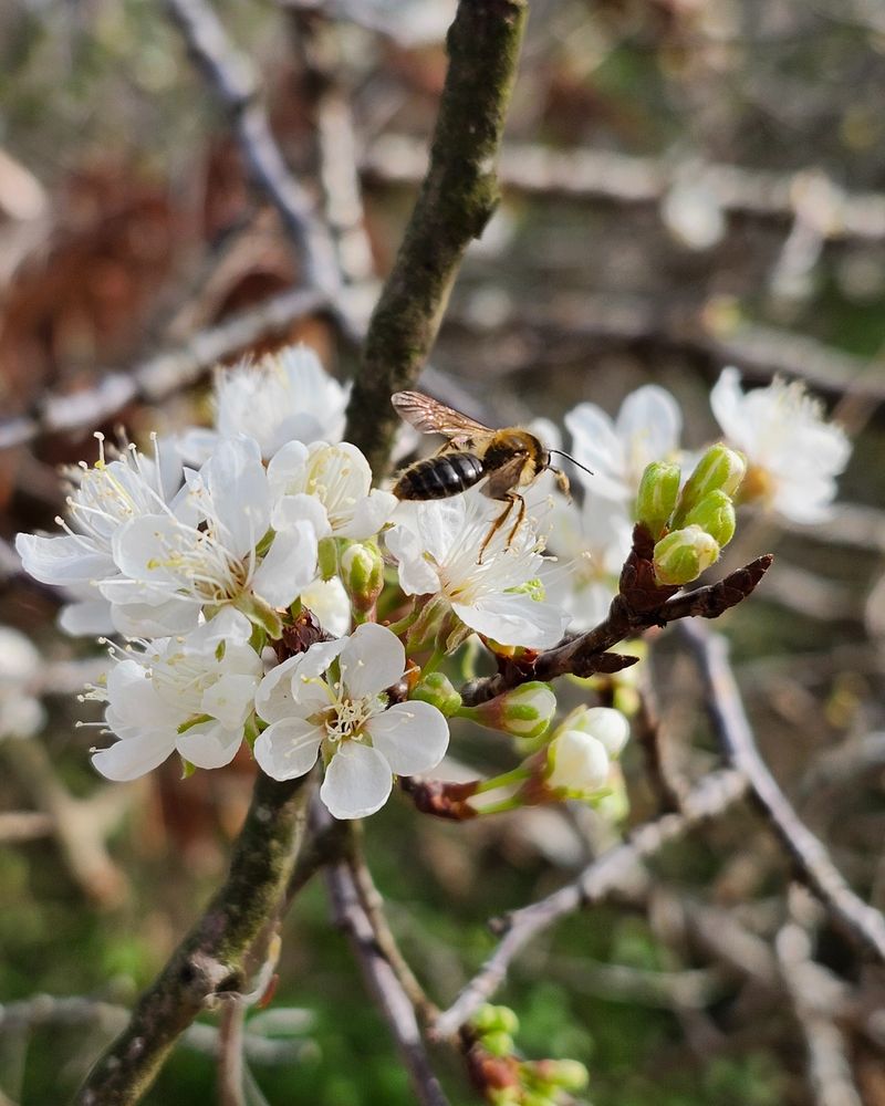 Mexican Plum Brings Spring Cheer Early And Often