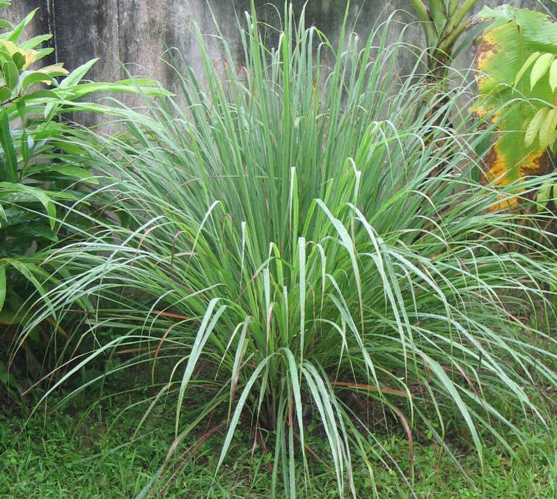 Why A Fragrant Leaf Cannot Build A Mosquito Barrier