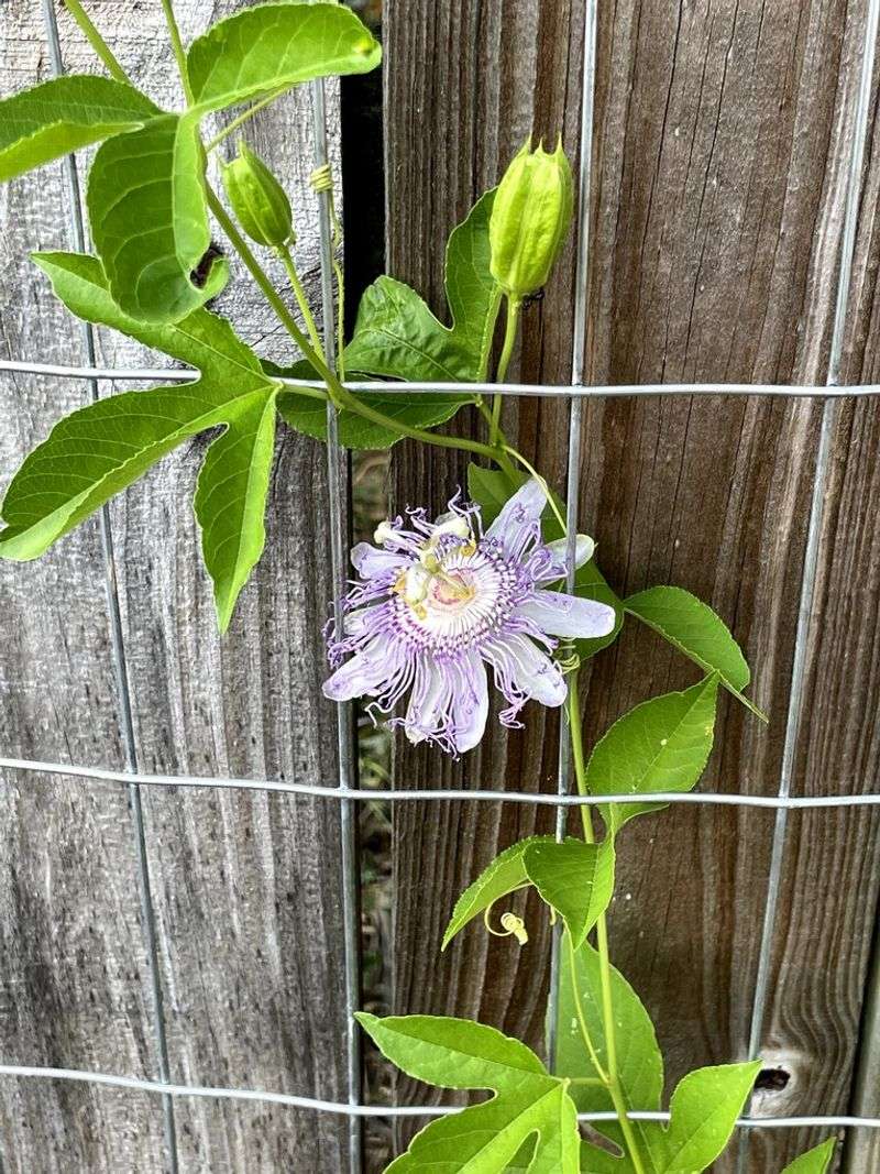 Build The Support Before Planting