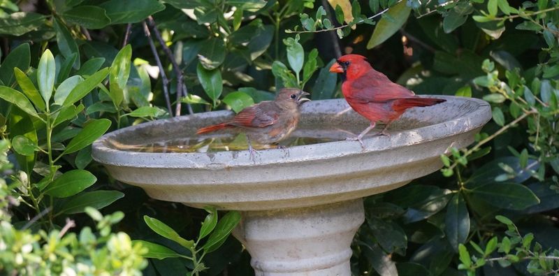 Your Yard May Be Meeting The Bird’s Needs