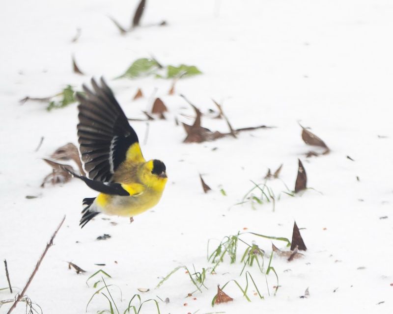Pennsylvania Goldfinches Follow A Shifting Calendar