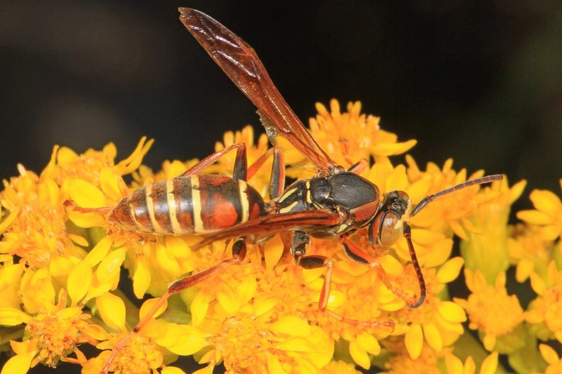Many Wasps Pollinate And Hunt
