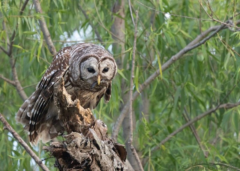 Your Yard Offers Usable Owl Habitat