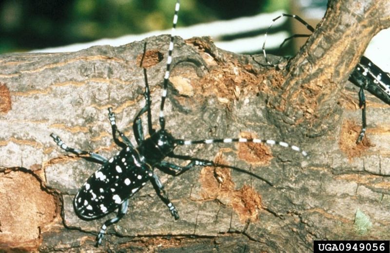 Recognize The Beetle And Its Damage