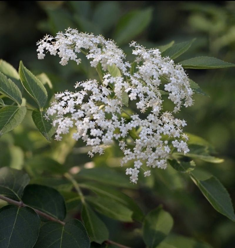 The Elderflower Shrub That Loves Wet Feet