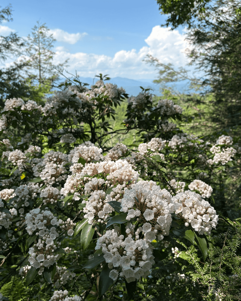 Meet Pennsylvania’s Mountain Laurel
