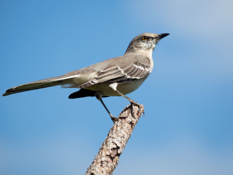 A Song Post Does Not Locate The Nest
