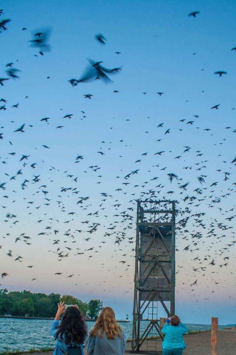 A North Carolina Sighting May Not Mean A Nesting Colony