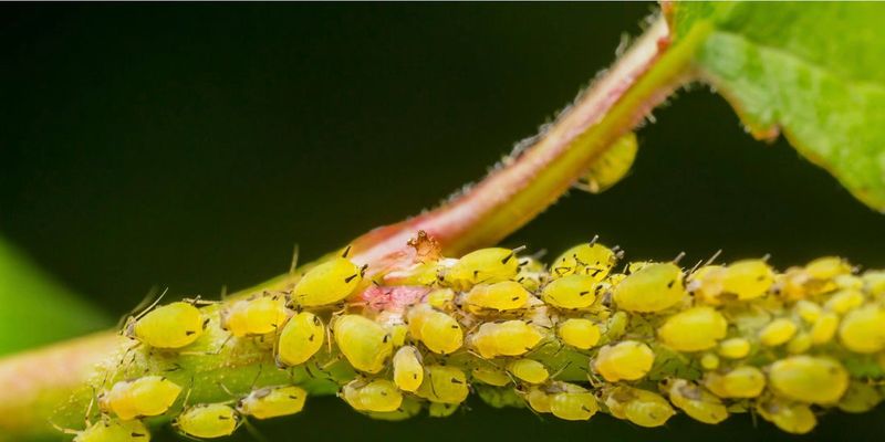 Check Whether the Aphids Actually Need Treatment