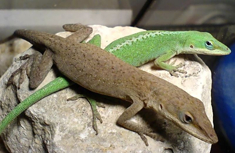 Brown And Green Anoles Are Not The Same