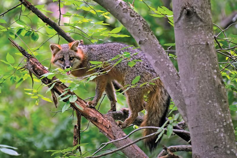 The Tree-Climbing Canid Is a Gray Fox