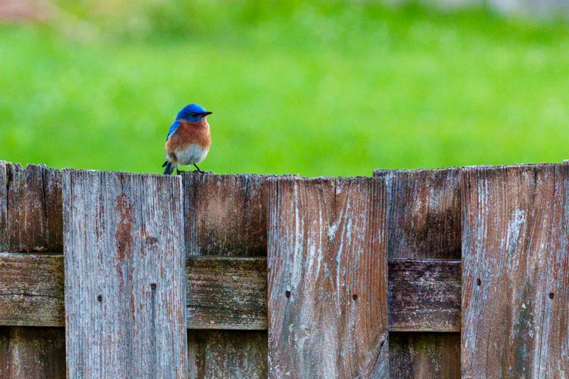 Eastern Bluebirds Swoop Down For Tiny Pests