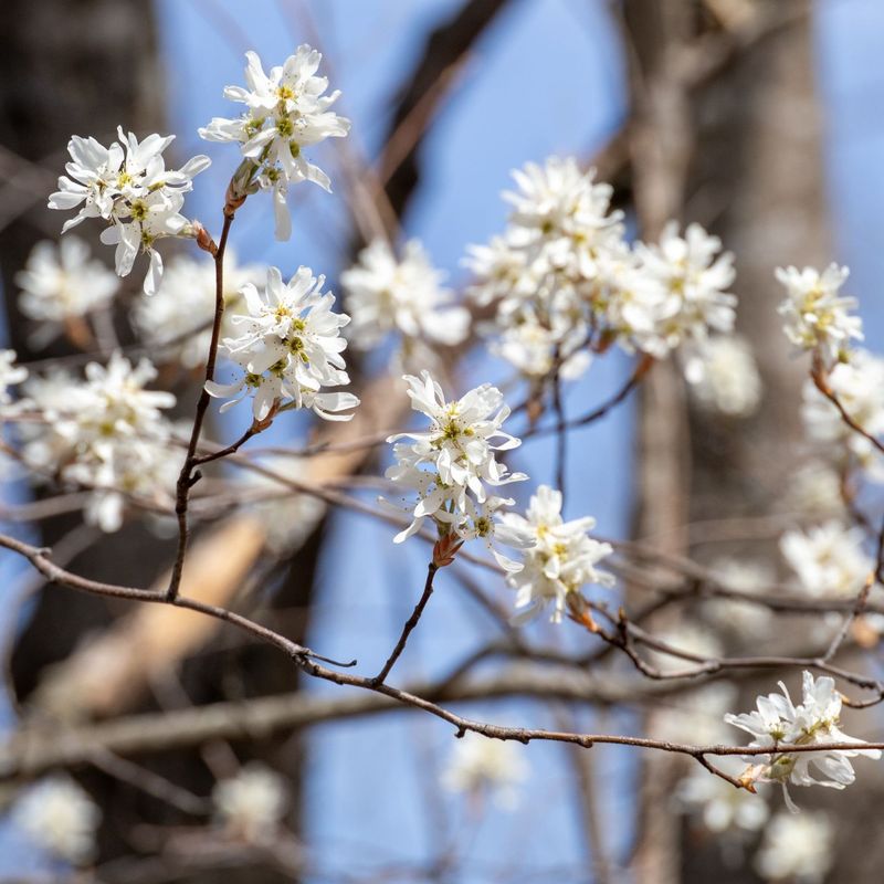 Serviceberry Feeds Birds Before Anything Else Blooms