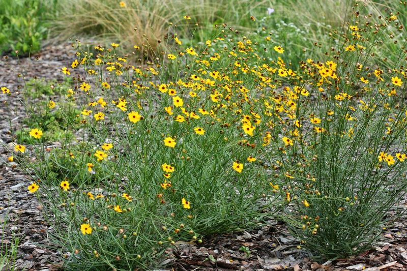Tickseed Will Truly Dazzle Your Garden