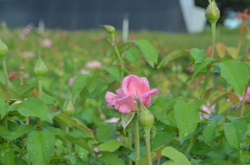 The Only Roses That Truly Laugh At Texas Heat