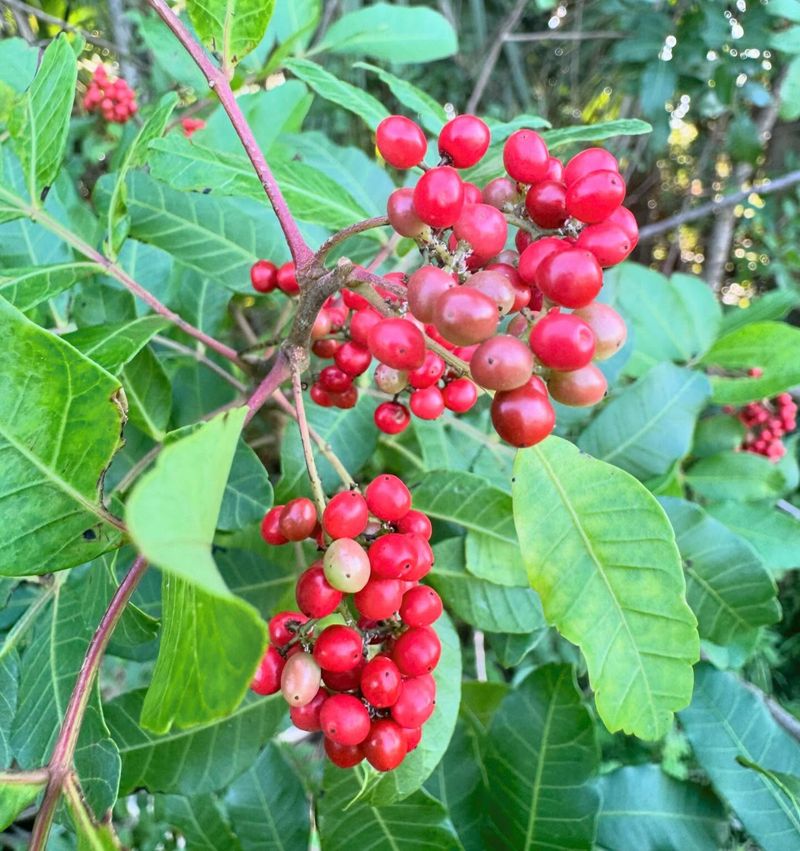 Brazilian Pepper Tree: A Red-Berried Menace