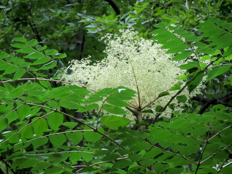 Pennsylvania Keeps An Official Illegal Plant List