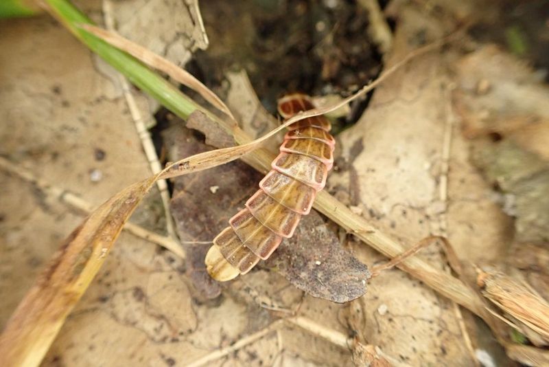 What Fireflies Actually Need From Your North Carolina Yard
