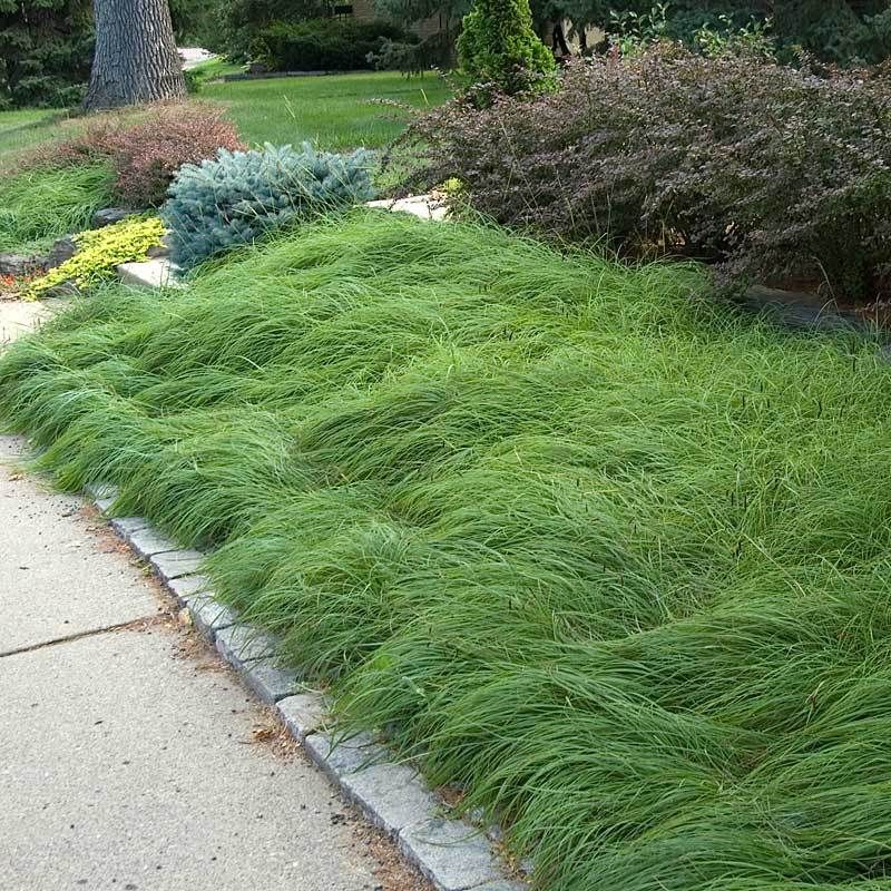 Pennsylvania Sedge Softens The Shade Under Your Trees