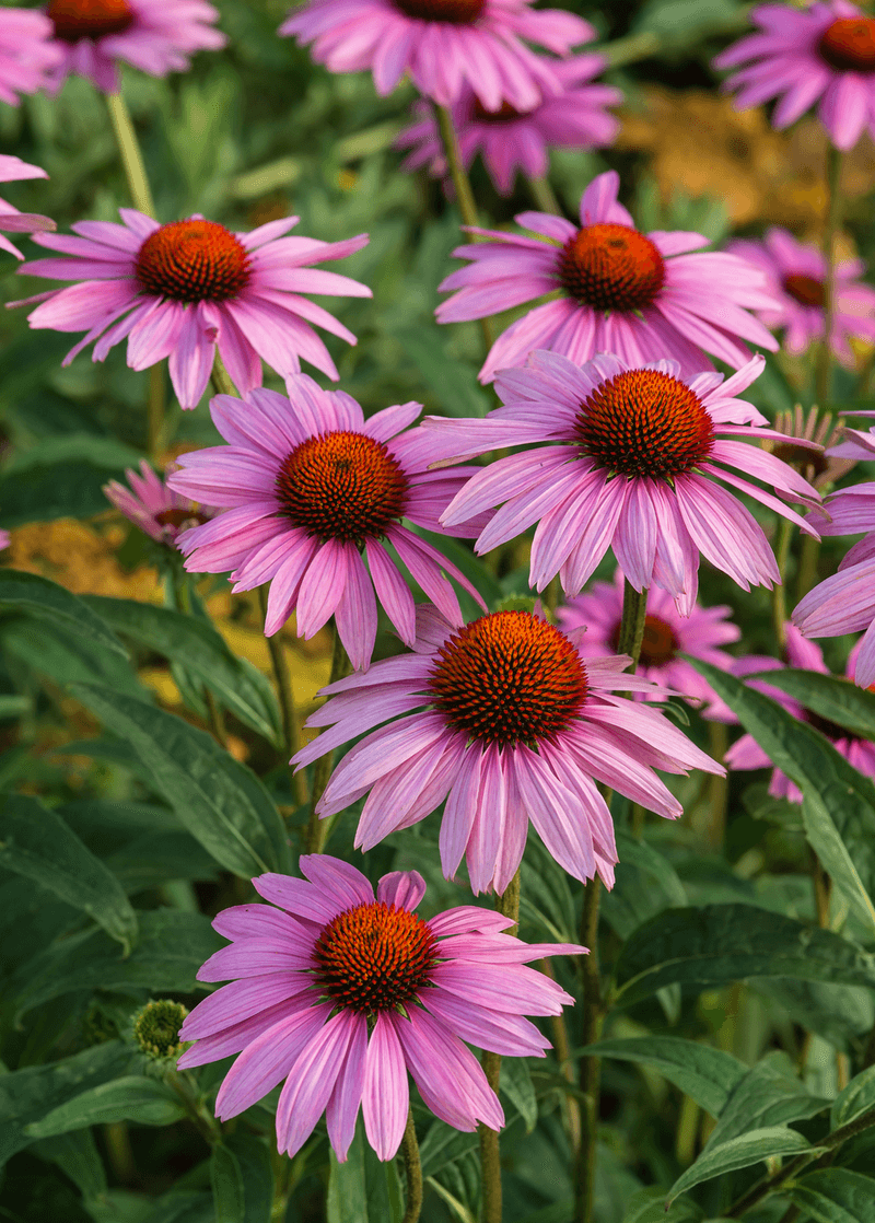 Native Roots Build Resilience To Pennsylvania Weather