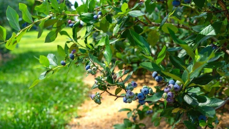 Blueberries