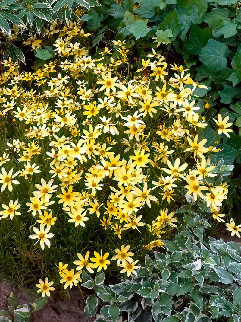 This Perennial Actually Blooms From Early Summer Straight Into Fall