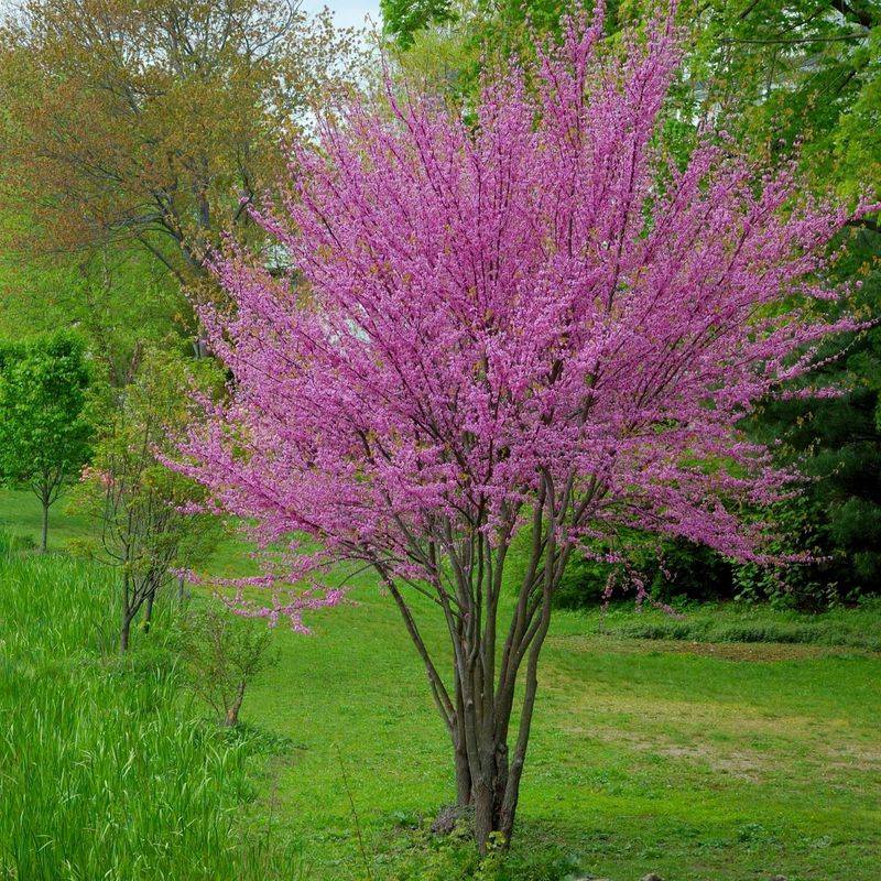 Eastern Redbud Turns Heavy Ground Into Spring Fireworks