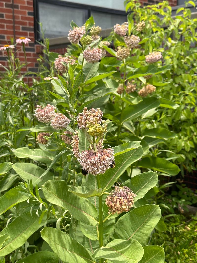 Common Milkweed