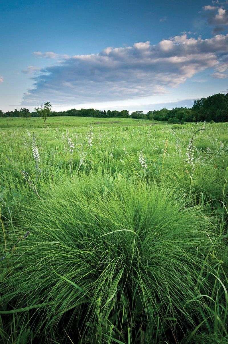 Native Plants Thrive In Pennsylvania's Diverse Conditions