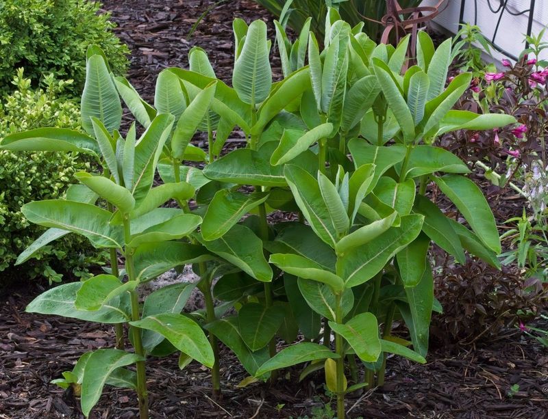 Your Yard's Silent Assassin: Common Milkweed