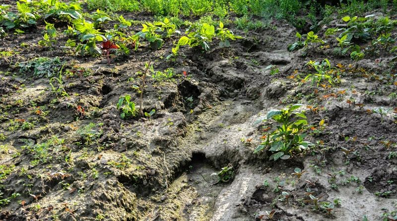 The Problem With Bare Soil On A Slope