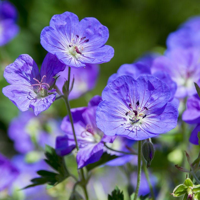 The Undisputed Champion Is Hardy Geranium 'Rozanne'