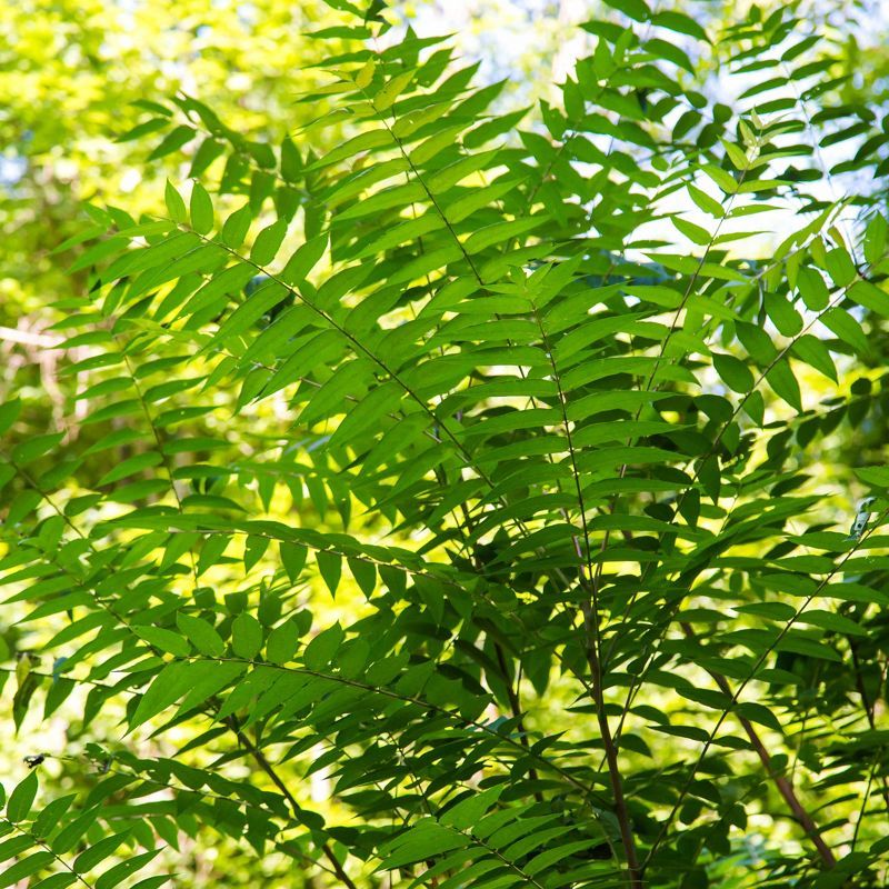 Pennsylvania Regulates Specific Trees And Woody Plants