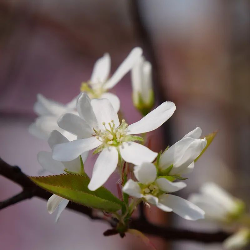 The Humble Serviceberry Hides A Burst Of Spring