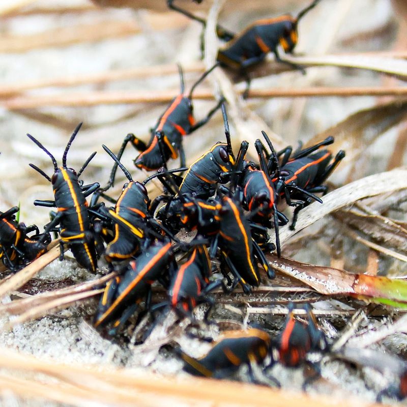 A Hatch Can Make The Yard Look Suddenly Overrun