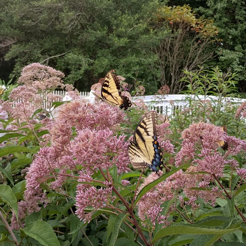 Joe Pye Weed Draws All The Butterflies To Your Yard