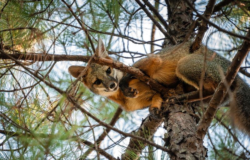 A Healthy Fox in a Tree Usually Needs No Rescue