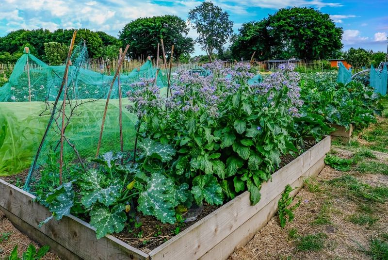 A Natural Bodyguard For Your Veggies